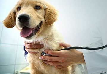 Pet Insurance 101: Safeguarding Your Furry Companion